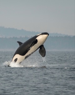 Photo of leaping Orca whale by Katy Foster for NOAA