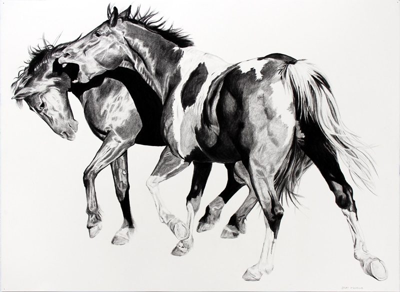 Black and white sketch of two wild mottled horses roughhousing 