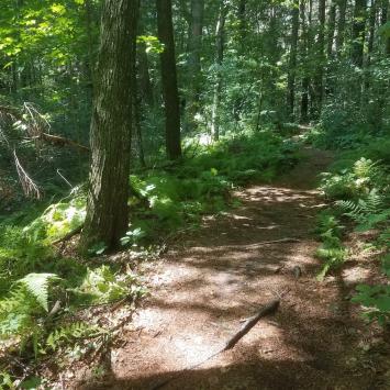 Photo of a path through the woods 