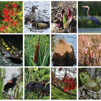 wetland animals and plants for kids